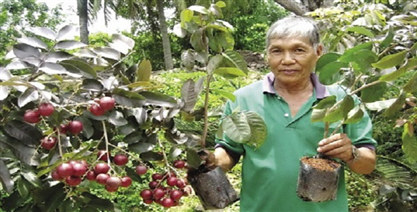 Kỹ thuật trồng nhãn tím 'hốt bạc' ngay ở thôn quê